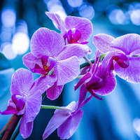 Orchidea Selvatica.