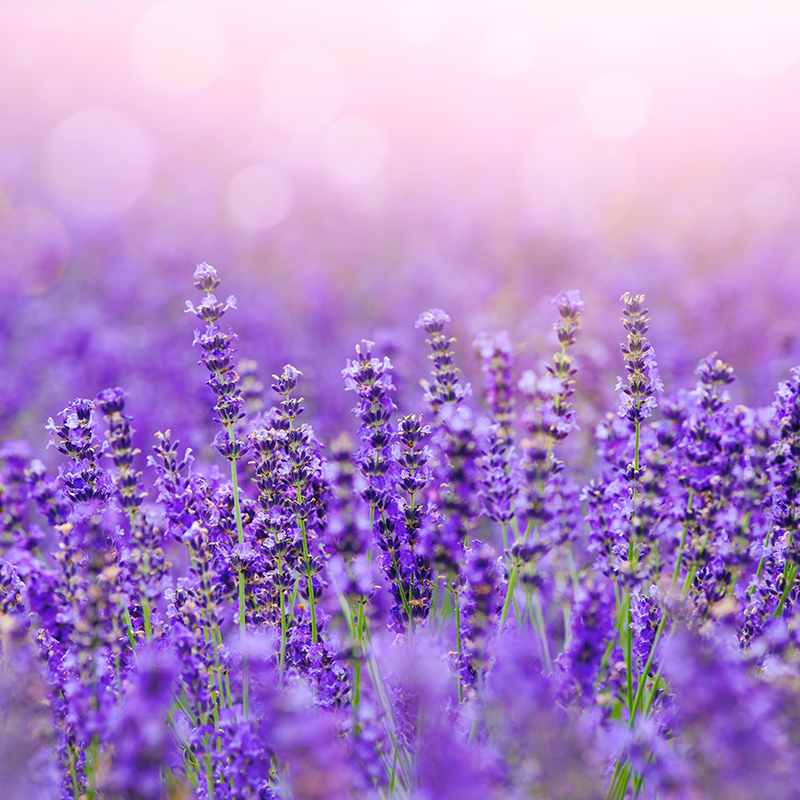 Fresh_Lavender
